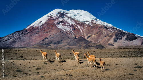 Volcán Chimborazo y las vicuñas