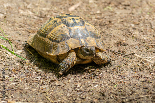 turtle on the ground, dobrogea county, romania