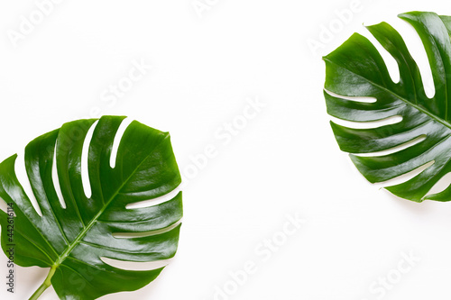 Tropical Jungle Leaf  Monstera  resting on flat surface  on white wooden background.