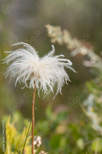Cotton-grass close-up