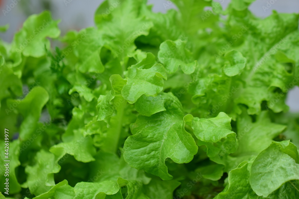 green pick salad as a close up green pick salad as a close up