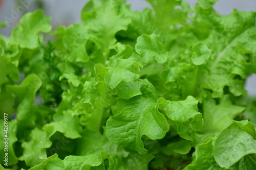 green pick salad as a close up