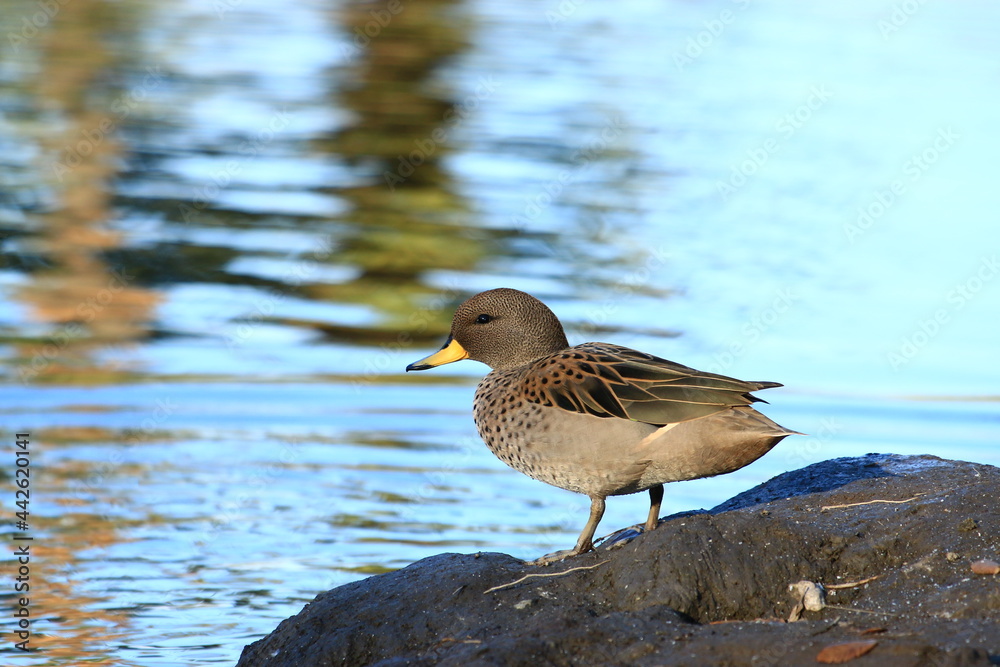 patos disfrutando del lago en el parque de la ciudad de Bahia Blanca