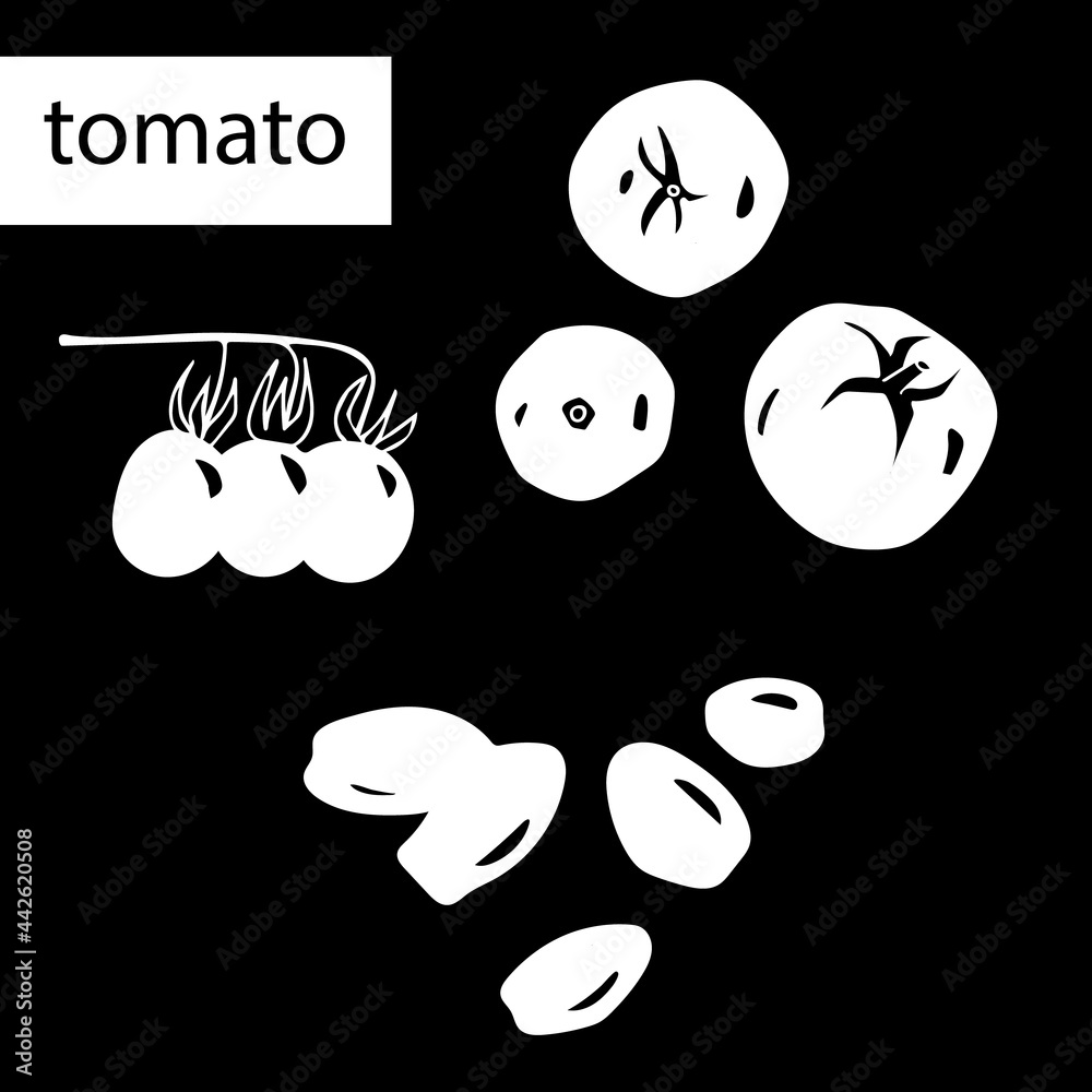 A set of vector images of tomatoes on a black background in black and white colors. Summer vegetables