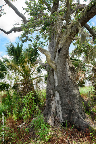 Ancient Live Oak tree after the 2020 hurricanes on a windy day in the marsh. photo