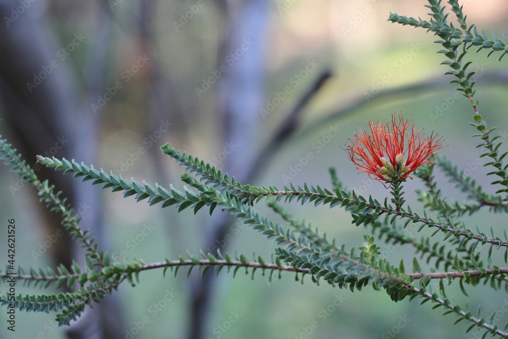 Swamp Bottlebrush (Melaleuca sparsa)  flower, South Australia
