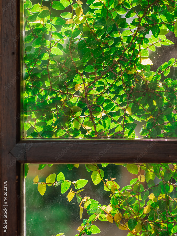 Creeping fig climbing on window glass, the shot from inside out. Stock ...