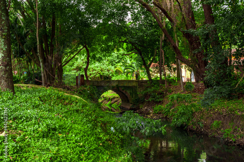 Ponte sobre rio na floresta.