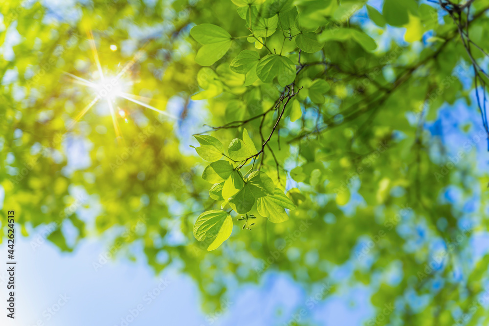 Obraz premium Nature of green leaves plants and sunbeams in forest at summer. Sunbeams Shining through green leaves, Selective focus fresh green leaves glowing in sunlight