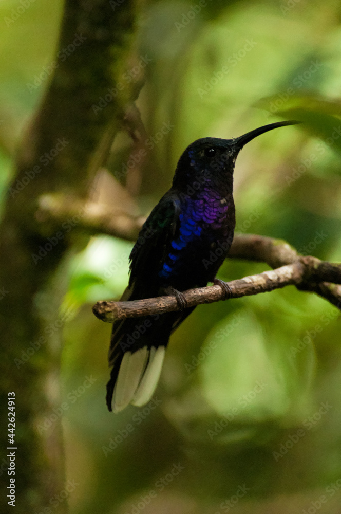hummingbird on a branch hummingbird on a branch