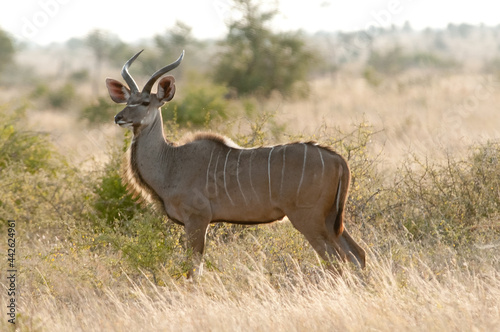 impala in the savannah