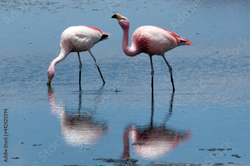 pink flamingos in water