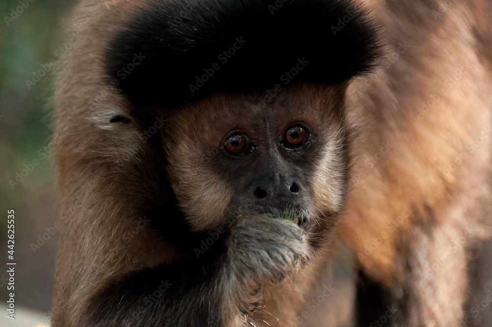 portrait of a monkey