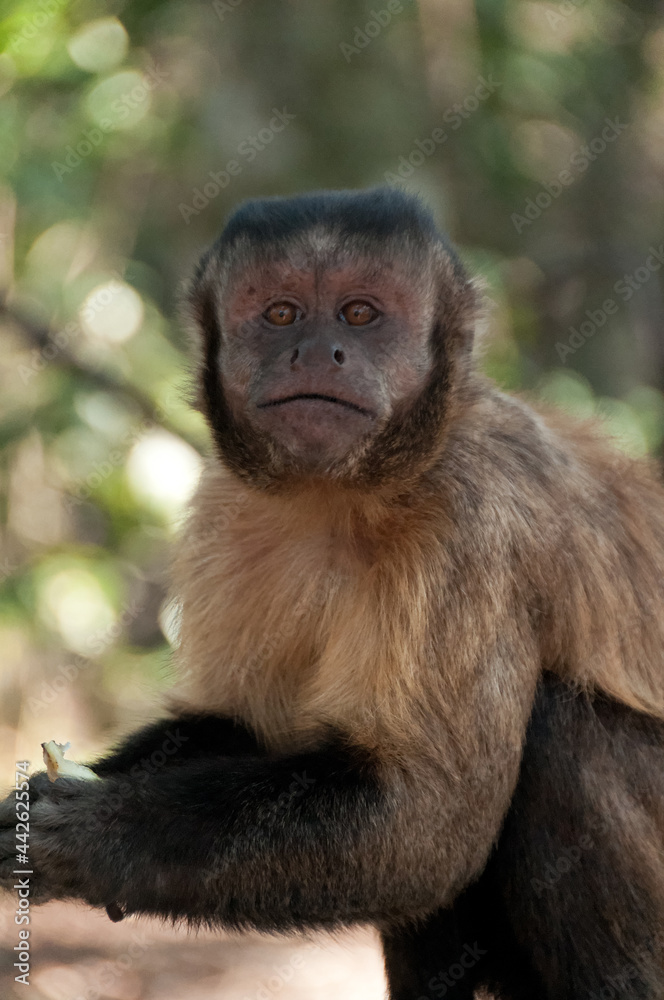 portrait of a macaque