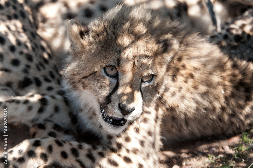 Naklejka premium Leopard