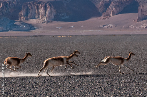 Vicuñas Running
