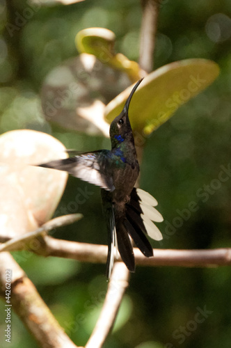 hummingbird
