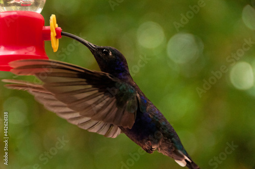 Hummingbird Feeding
