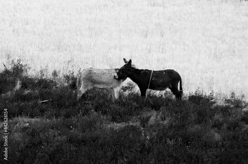 Black and White Donkeys 