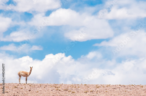 Vicuña on the Sky
