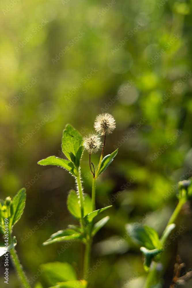 dandelion head dandelion head