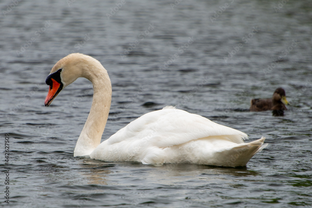 Fototapeta premium A close-up of a beautiful, elegant, white cygnet swan swimming in deep blue water. The swan's neck is straight and it is looking forward. It has a large orange beak with black close to the eyes.