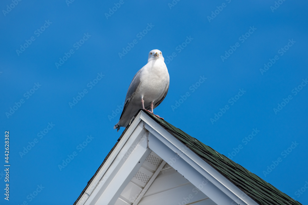 A large white, grey and black Icelandic gull standing on the top of a peaked roof of a house. The building is white with black shingles. The bird is looking downward. The background is blue sky.