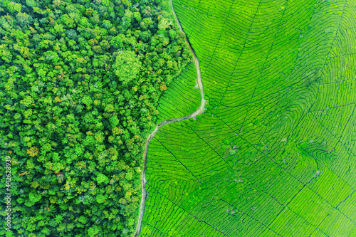 Top down view of green tea plantation and forest