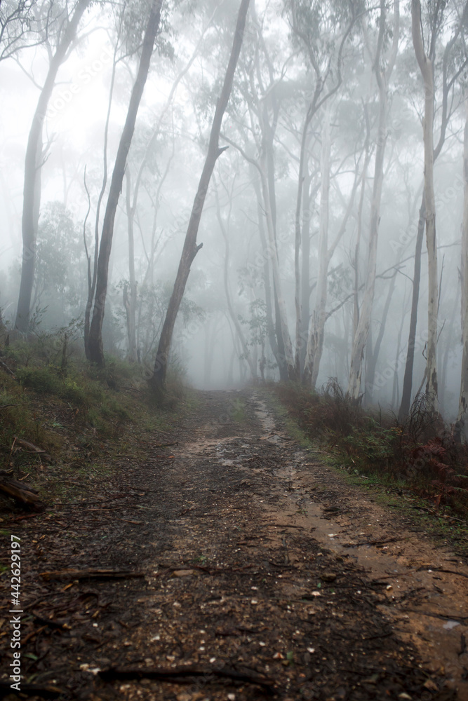 Fototapeta premium Foggy forest in Adelaide, South Australia during the months of winter