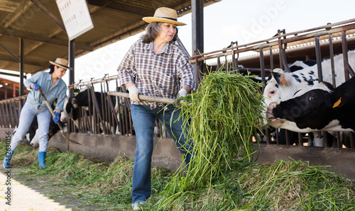 Confident senior female farm worker working in cows stall at livestock breeding farm photo