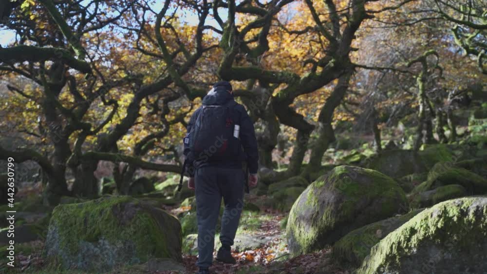 Static shot from behind Person Walking in Ancient forest in Padley gorge, UK Static shot from behind Person Walking in Ancient forest in Padley gorge, UK