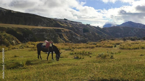 a horse in the afternoon and wonderfull landscape photo