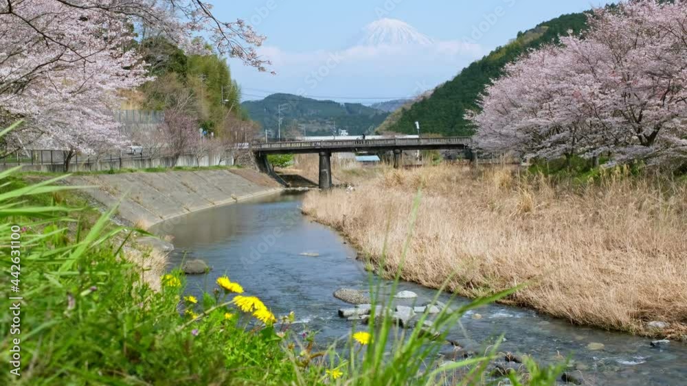 春の富士山と満開の桜