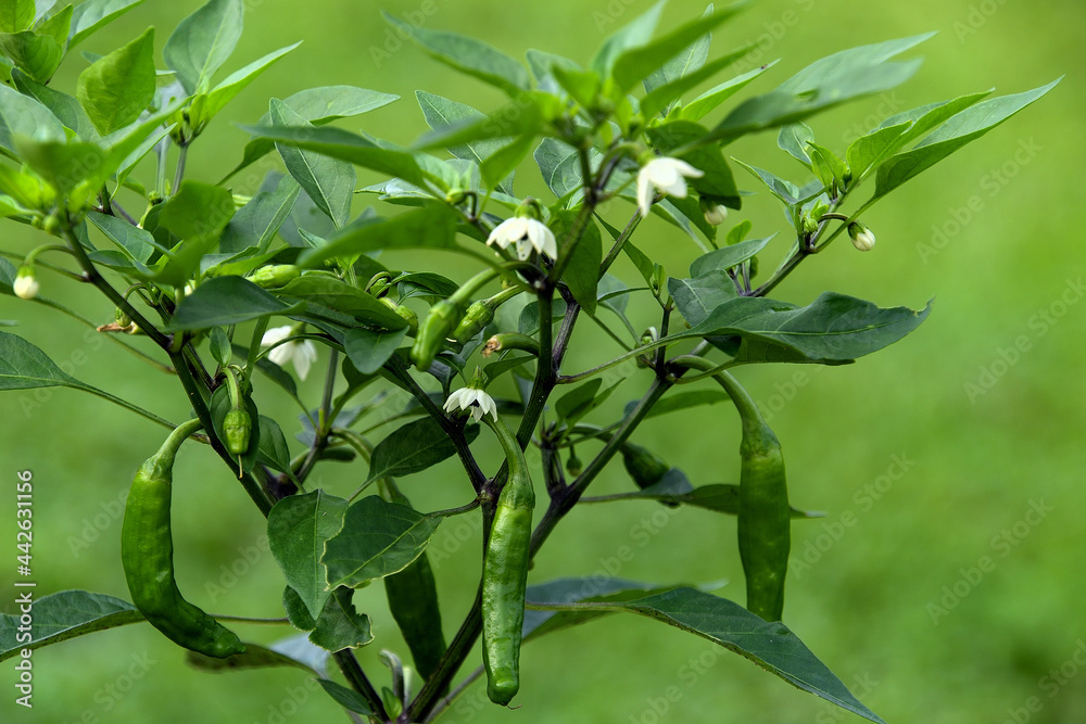 Obraz premium シシトウの花と果実