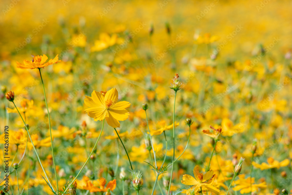 Fototapeta premium Beautiful yellow cosmos flowers for nature background.