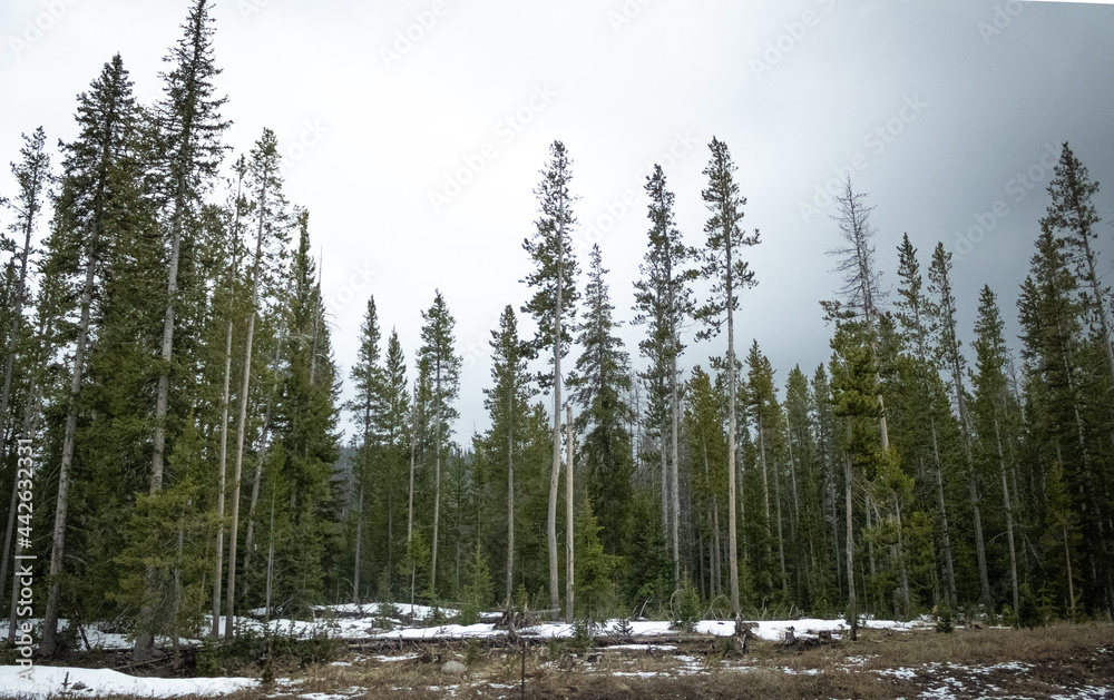 pine forest in winter pine forest in winter