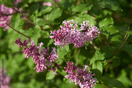 lilac flowers