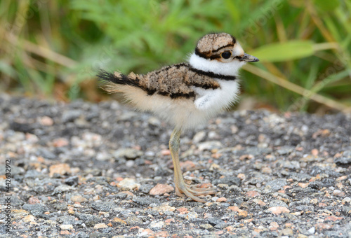 Baby killdeer bird or Charadrius vociferus so young that wing is tiny stub standing on road next to green plants photo