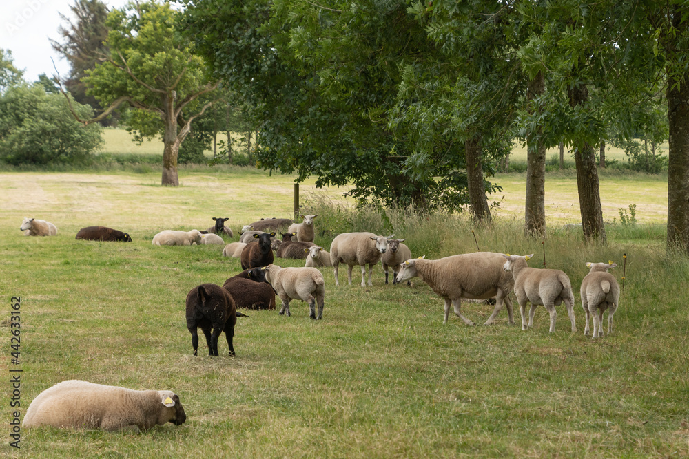 Sheep grazing in a field in Denmark. Sheep grazing in a field in Denmark.