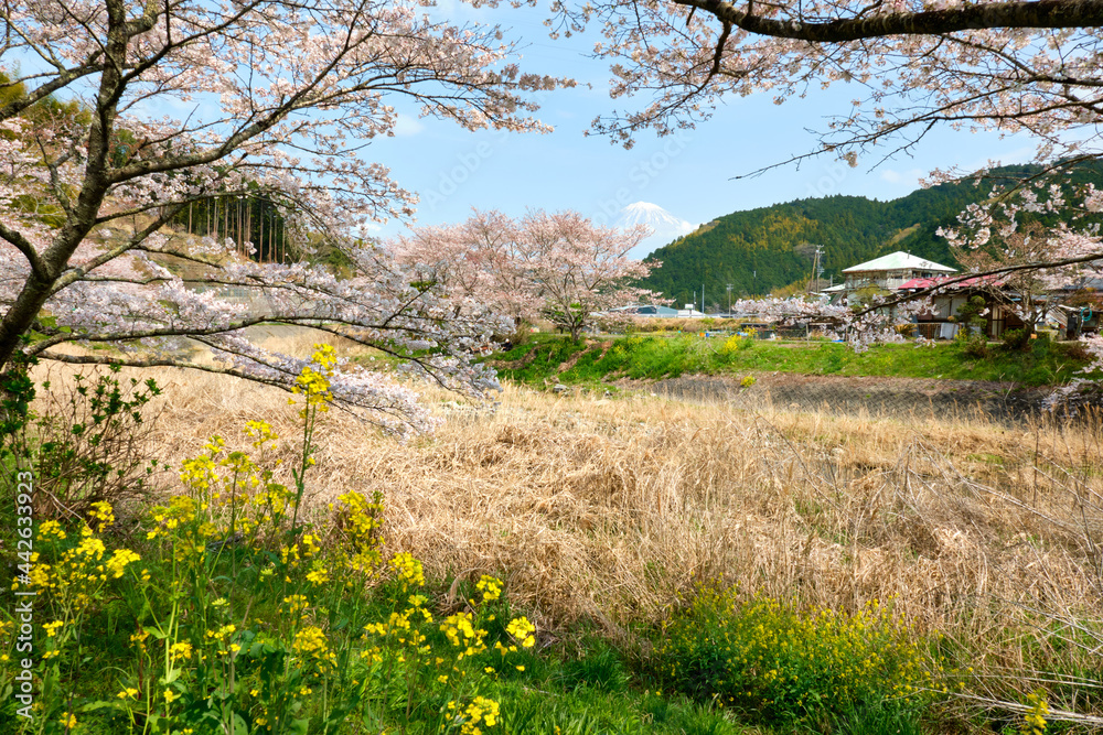 春の富士山と満開の桜 春の富士山と満開の桜