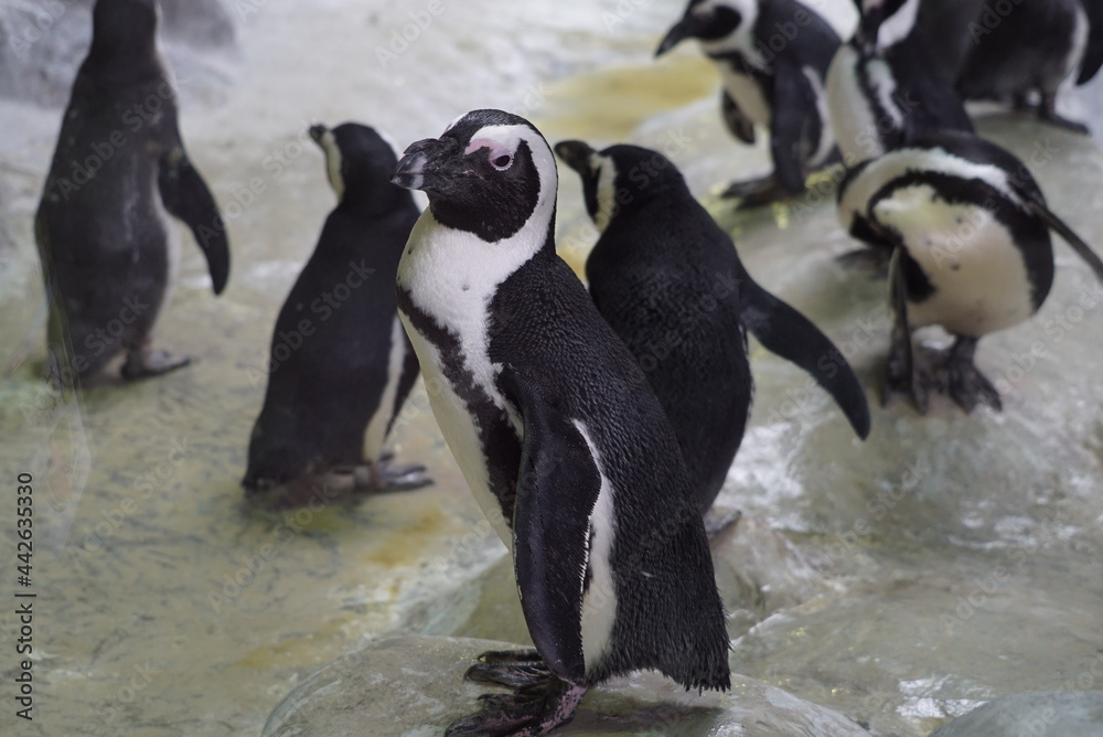 Obraz premium penguins are playing