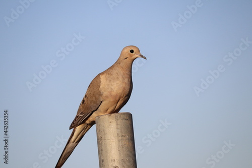 Mourning dove perched on fence 