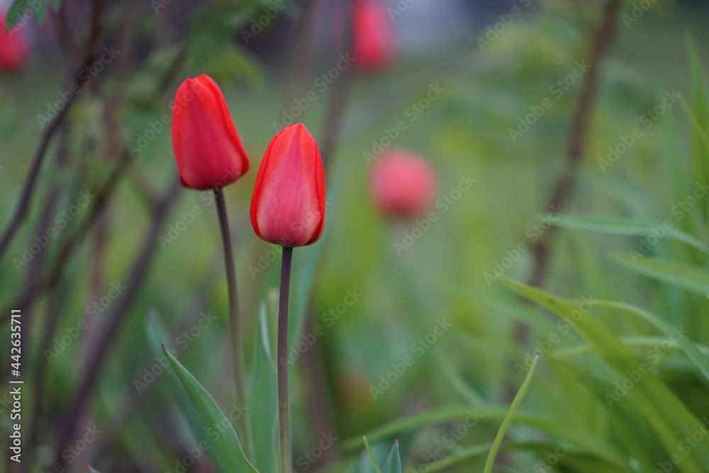 Fototapeta premium red tulips