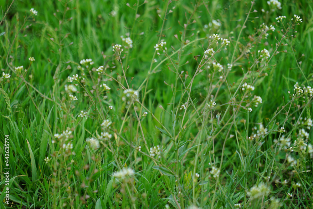 white flowers on green grass