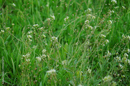 white flowers on green grass © grafchitaru