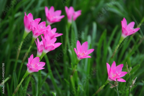 Bright pink flowers of Rain lily or Zephyranthes lily and blur green leaves background in nature. Another name is Fairy Lily, Atanasco Lily. © Kanjana