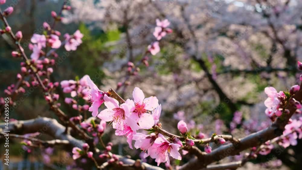 梅の花 梅の花