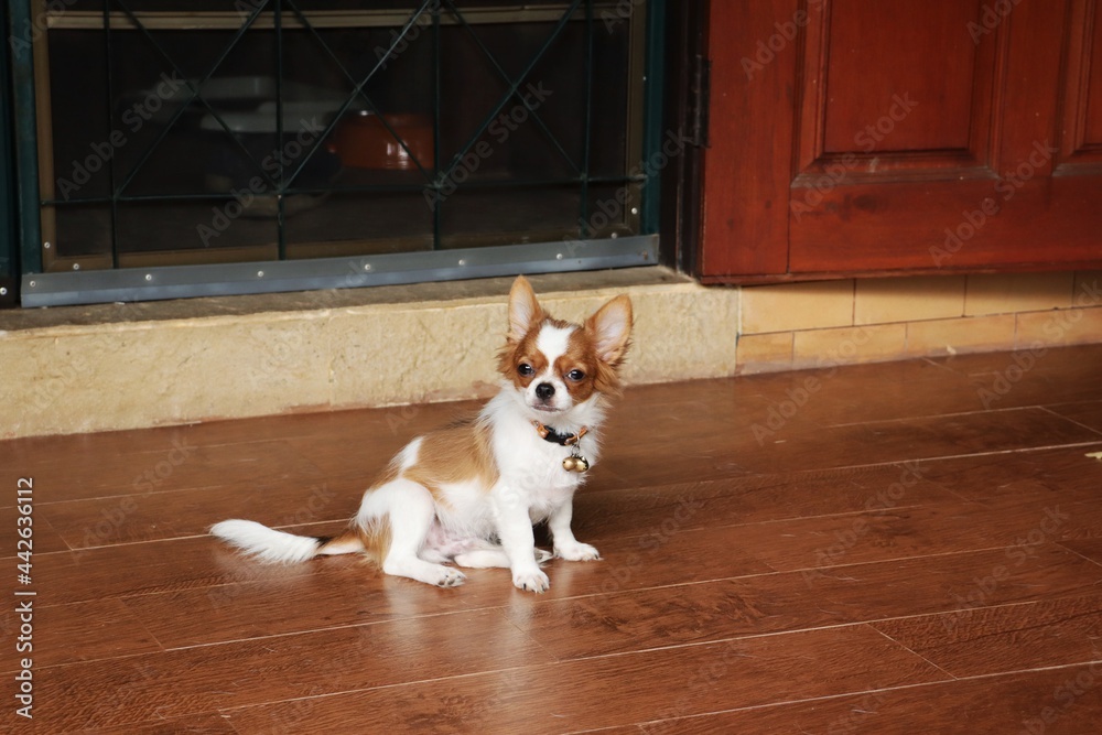 Cute of white and brown chihuahua dog pet animal