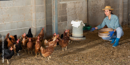 Focused kazakh woman working on a farm feeds laying hens with corn kemels while squatting in a chicken coop