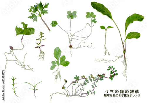 水彩タッチのベクターデータで勝手に生えてくる草　雑草